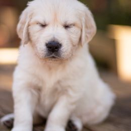 Golden Retriever Puppies from Big Rock Goldens