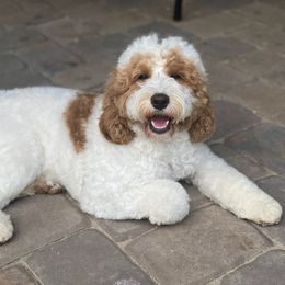 Australian Labradoodle Puppies from Lake Blue Australian Labradoodles