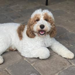 Australian Labradoodle Puppies from Lake Blue Australian Labradoodles