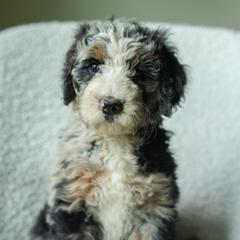 Girl 3 - female Australian Mountain Doodle puppy in Travelers Rest, South Carolina from Upstate Aussie Mountain Doodles