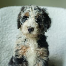 Girl 3 - female Australian Mountain Doodle puppy in Travelers Rest, South Carolina from Upstate Aussie Mountain Doodles