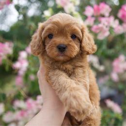 Cinnamon - Red female Cavapoo puppy in Queen Creek, Arizona from Dulcito Doodles