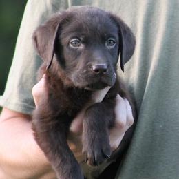 Sailor - Chocolate male Labrador Retriever puppy in Morriston, Florida from Penny Lane Labradors
