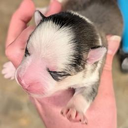 BxE g3 - Black and white female Pomsky puppy in Charlotte, Michigan from Moore Pomskies