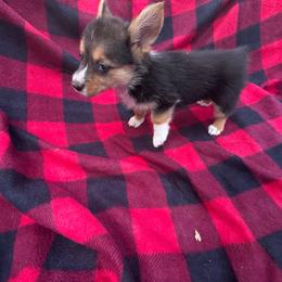 Arrow - Black and tan female Pembroke Welsh Corgi puppy in Vineland, New Jersey from Corgis at the Jersey Shore/Frenchie Connection