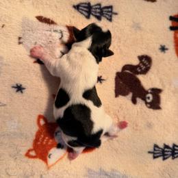 Goose - Parti male Yorkshire Terrier puppy in Clarksburg, Indiana from Hidden Gems Parti Yorkies