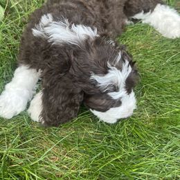 Bernedoodle Puppies from Lovey Dovey Bernedoodles