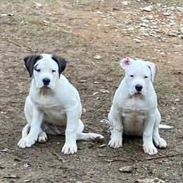 American Bulldog Puppies from Genesis American Bulldogs