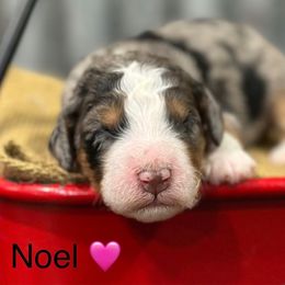 Noel - Blue merle female Bernedoodle puppy in El Campo, Texas from Little Fur Friends Bernedoodles