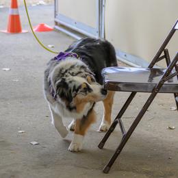 Australian Shepherd All Grown Up from Eventide Australian Shepherds