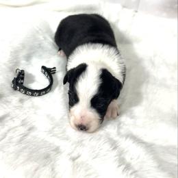 Tank - Black & white male Australian Shepherd puppy in Vail, Iowa from Homegrown Huskies