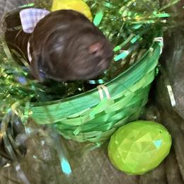 Hershey - Chocolate female Goldendoodle puppy in Lexington, North Carolina from Southern Grace Acres