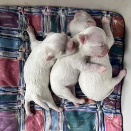 Maltese puppies from Iron Angel Maltese