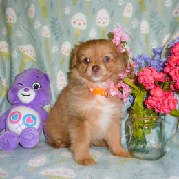Pomeranian puppies from Walnut Grove Cavaliers