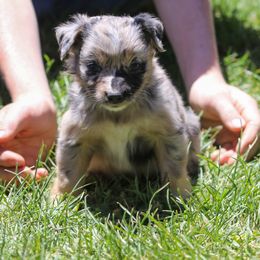 Rory - Blue merle female Australian Shepherd puppy in Cedar City, Utah from 10-BAR-Y RANCH