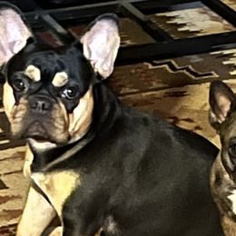 French Bulldogs from Calamity Jane French Bulldogs
