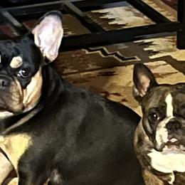 French Bulldogs from Calamity Jane French Bulldogs