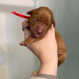 Red - Dark golden male Golden Retriever puppy in Gillete, Wyoming from Red Prairie Retrievers