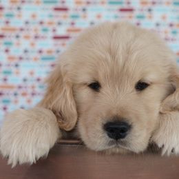 Golden Retriever Puppies from Little Bitta Luck Farms