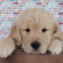 Golden Retriever Puppies from Little Bitta Luck Farms