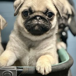 Pug Puppies from Harmony Pugs