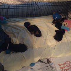 German Pinscher Puppies from LinDee Kennel