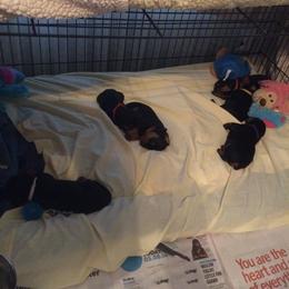 German Pinscher Puppies from LinDee Kennel