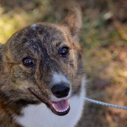 American Corgis and Pembroke Welsh Corgis from Cow Creek Corgis