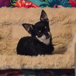 Patty - Chihuahua