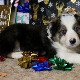George - Tri-color male Border Collie puppy in Richmond, Maine from Lil Maine Border Collies