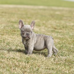French Bulldog Puppies from Mo3_Frenchies