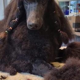 Tucker - Poodle
