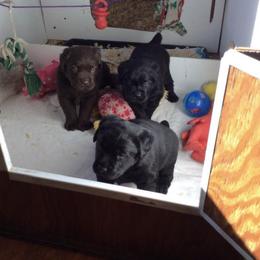 Labrador Retriever Puppies from Bogs Edge Labradors