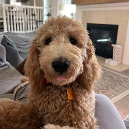 Goldendoodle Puppies from Hannah Mae Doodles