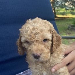 Goldendoodle Puppies from Doods & More