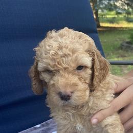 Goldendoodle Puppies from Doods & More