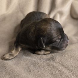 Thor - Chocolate male Havanese puppy in Trinity, Alabama from Tooties Cuties Havanese