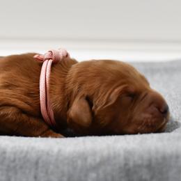 Strawberry - Dark golden female Golden Retriever puppy in Strawberry Plains, Tennessee from Origins Goldens