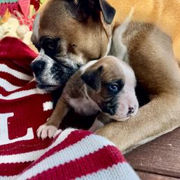 Skipper - Fawn male Boxer puppy in Lago Vista, Texas from Love and Loyalty Boxers