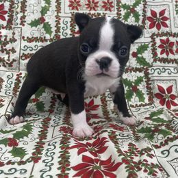Bob - Black brindle and white male Boston Terrier puppy in Fillmore, Illinois from Wind Hill Puppies