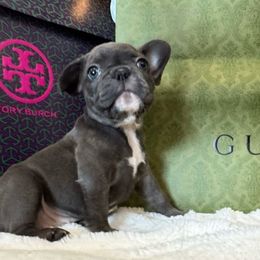 Bubbles - Blue female French Bulldog puppy in Riverview, Florida from The Frenchie Lady Co.