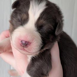 Peanut Butter - Black tri-color male Australian Shepherd puppy in Georgetown, Texas from River Reign Australian Shepherds