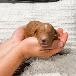 Black collar boy - Apricot male Goldendoodle puppy in Spokane, Washington from Dream Doodles in Spokane WA