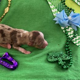 Boy 3 - Miniature Australian Shepherd puppy in Amarillo, Texas from Luna’s Mini Aussies