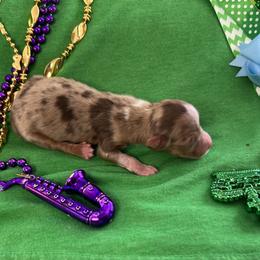 Boy 3 - Miniature Australian Shepherd puppy in Amarillo, Texas from Luna’s Mini Aussies
