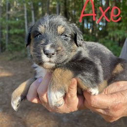 Axe - Black tri-color male Australian Shepherd puppy in Tallapoosa, Georgia from Foxhaven Farms Aussies