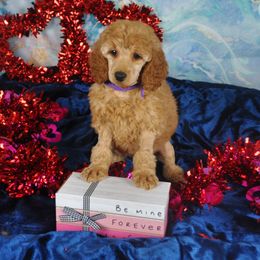 Poodle Puppies from Moyen Majestic Embrace Poodles (MOYEN ME)