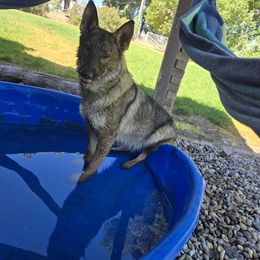 Pheonix - German Shepherd