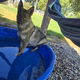Pheonix - German Shepherd