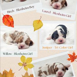 Birch - Blenheim male Cavalier King Charles Spaniel puppy in Tyler, Texas from Kalon Cavaliers